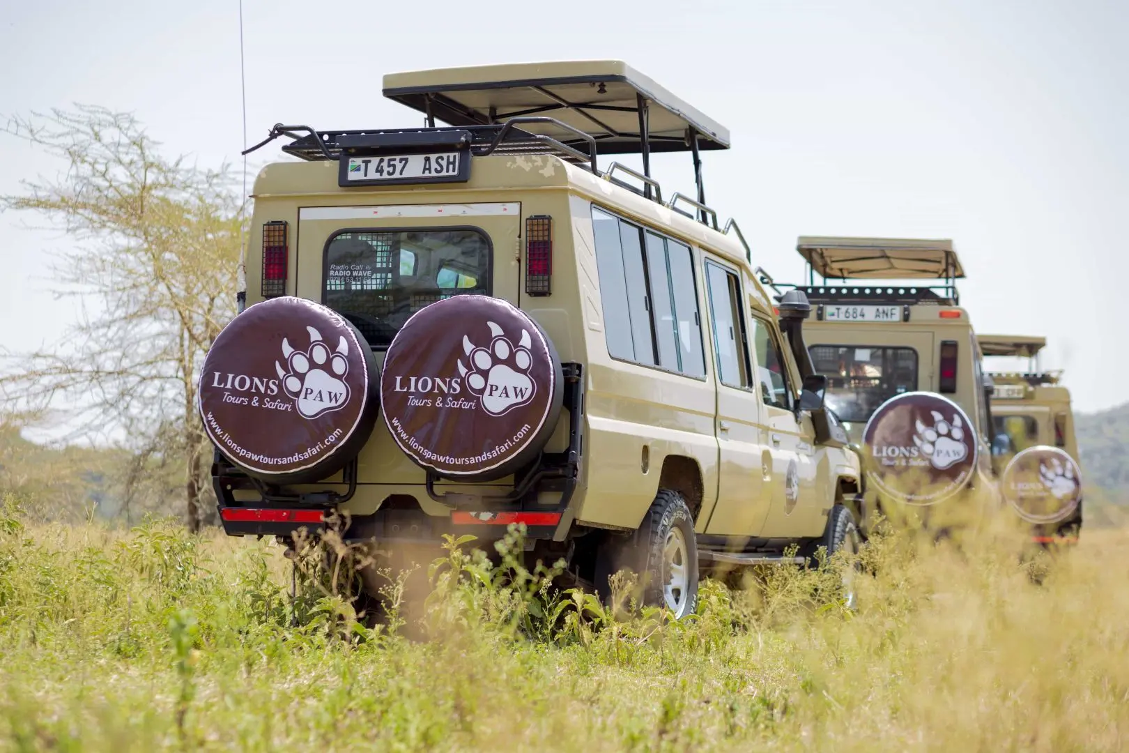 Wildlife in Serengeti
