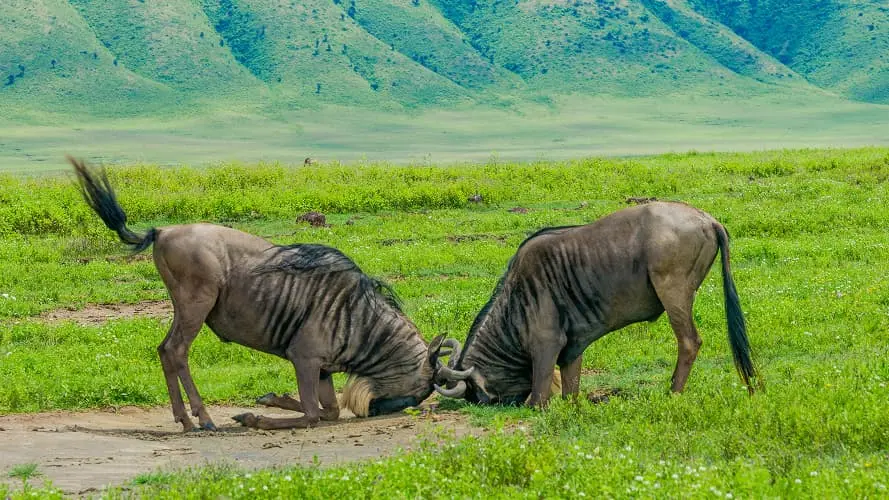 Ngorongoro Crater