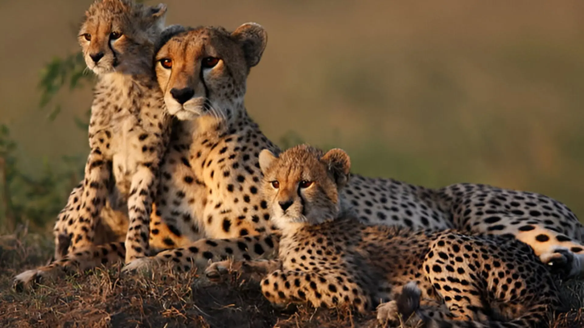 Serengeti Nationa Park