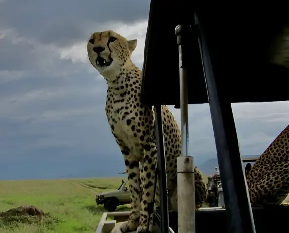 Hot Safari Lunch