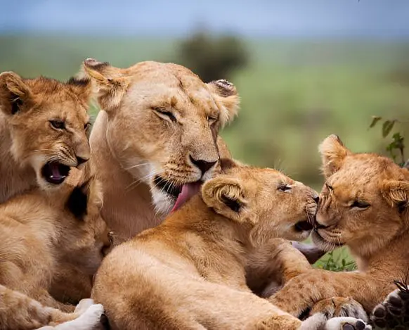 Tanzania & Zanzibar