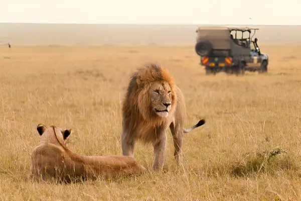 Tanzania Safari