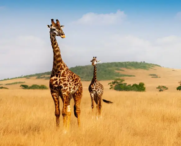 Tarangire National Park