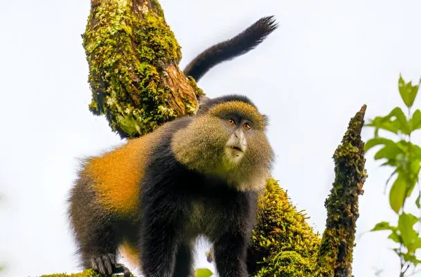 Tanzania Wildlife