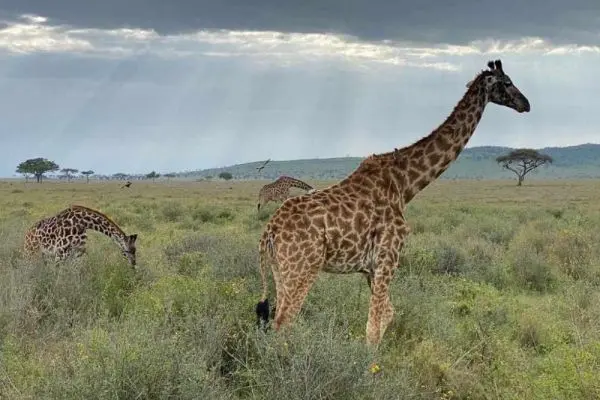 Serengeti National Park
