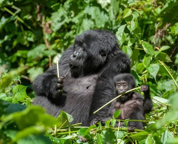 Bwindi National Park
