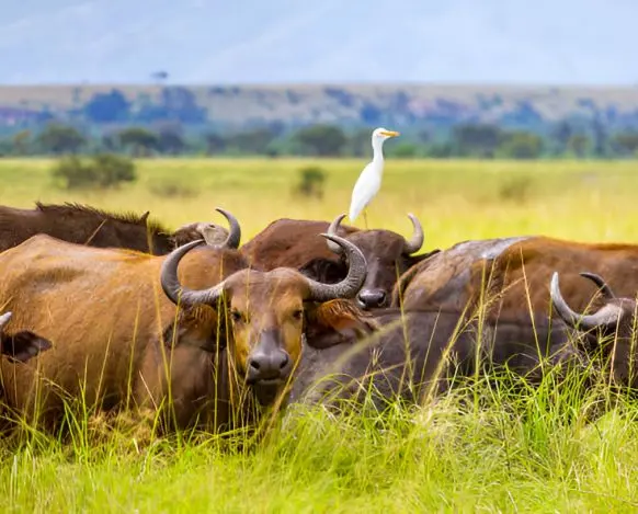 Serengeti National Park