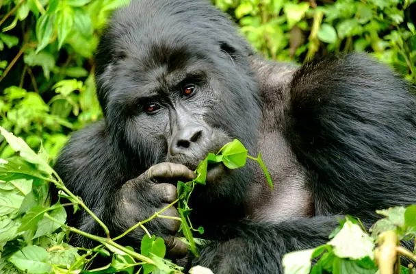 Tanzania Wildlife