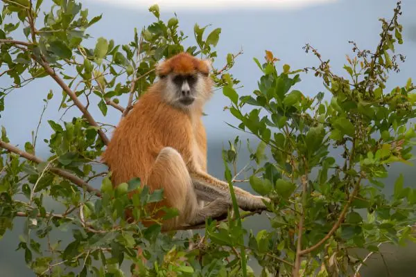 Tanzania Landscape